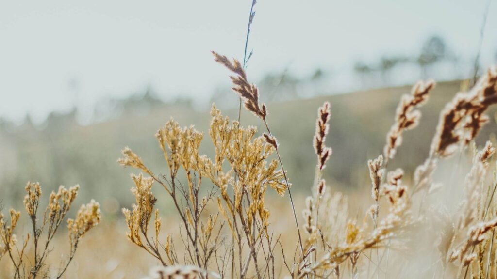 nature scenery