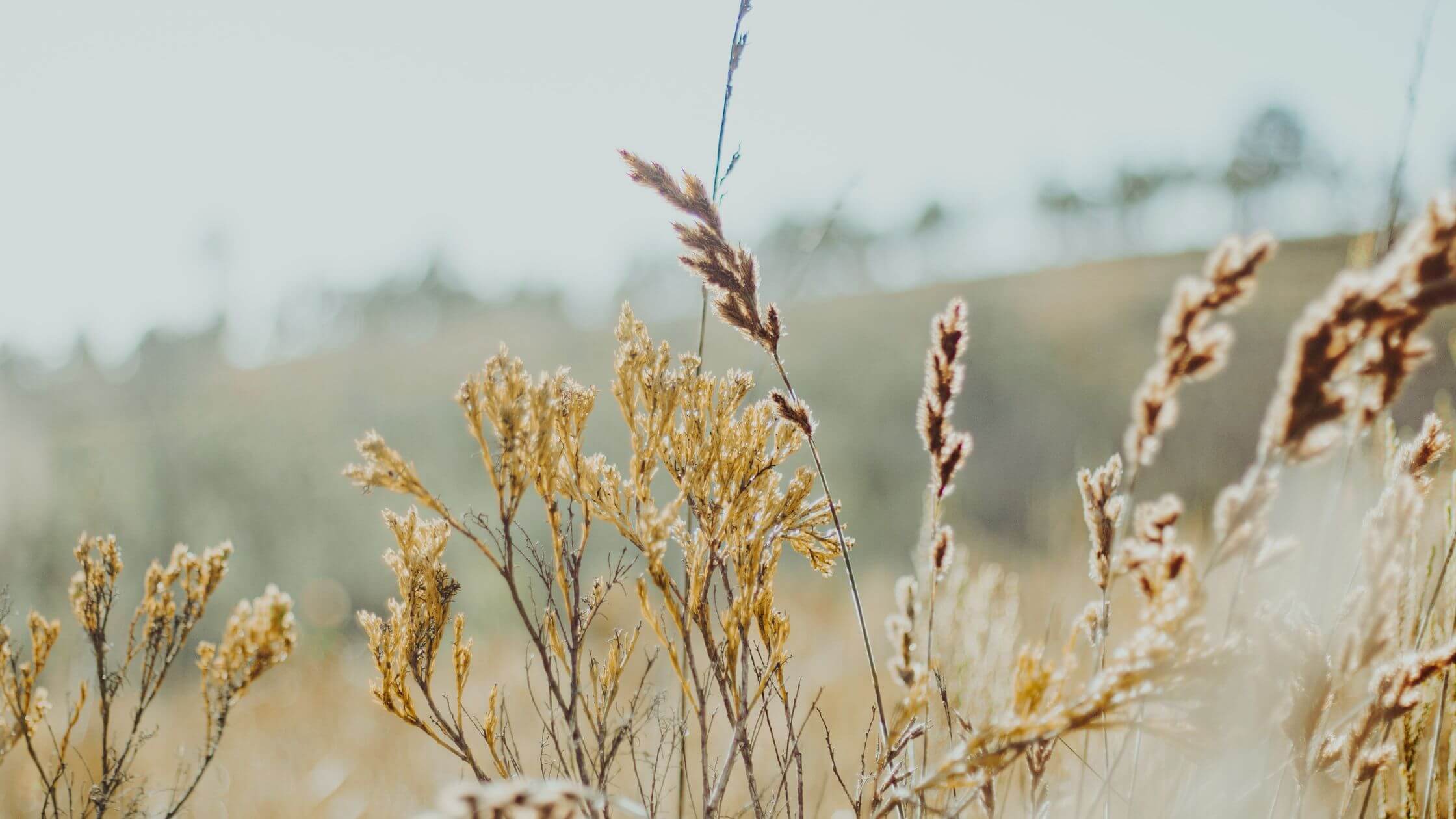 nature scenery